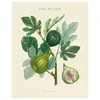 plmebli