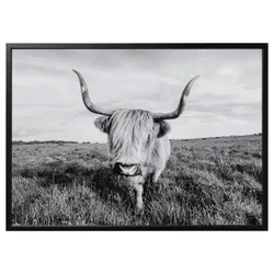 IKEA BJÖRKSTA(495.089.12) картина з рамкою, цікава корова/чорн