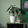 plmebli