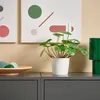 plmebli