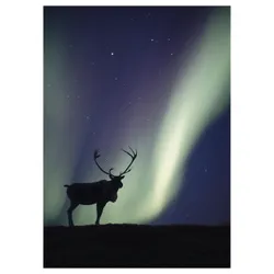 IKEA PJÄTTERYD(306.187.84) картина, оленя и Aurora polar