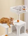 plmebli