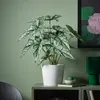 plmebli